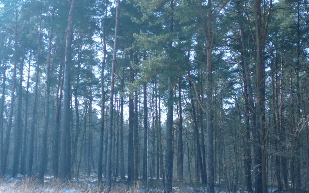 Sytuacja lasów ochronnych pod Warszawą na przykładzie Lasów Okuniewsko-Rembertowskich
